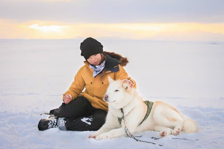 Husky Sledding near Reykjavik: Small-Group Arctic Dog Sled & Kart Experience photo 2