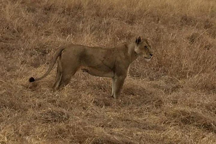 2-Day Mikumi Safari Road Trip: Game Drives & Bandas on the Mkata Floodplains