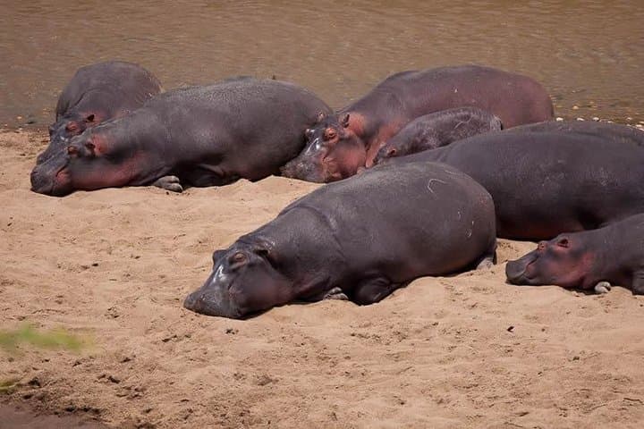 Masai Mara Wildebeest Migration: 6-Day Safari from Nairobi photo 3
