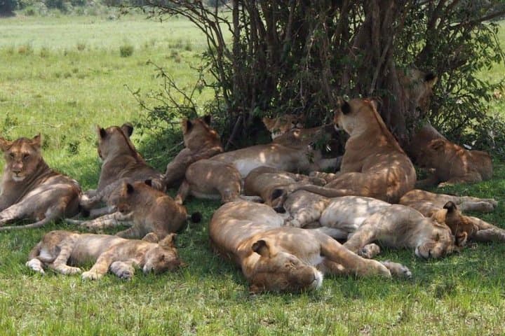 Masai Mara Wildebeest Migration: 6-Day Safari from Nairobi photo 4