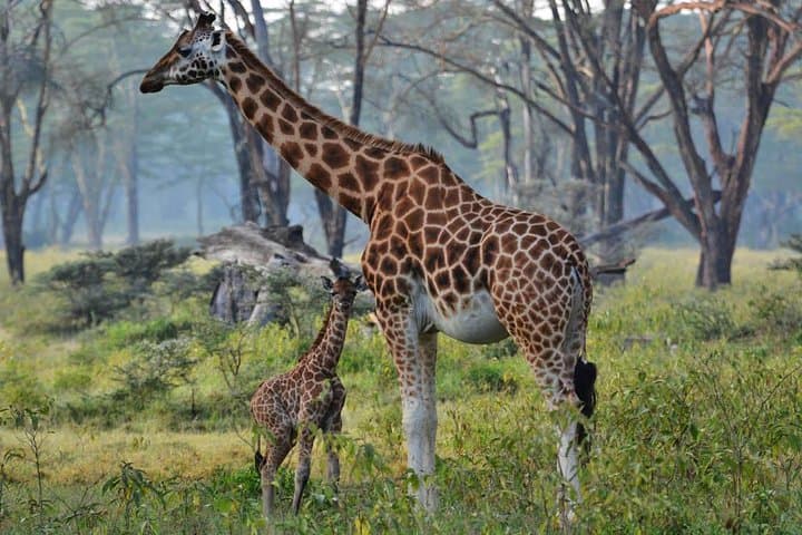 Masai Mara Wildebeest Migration: 6-Day Safari from Nairobi photo 5