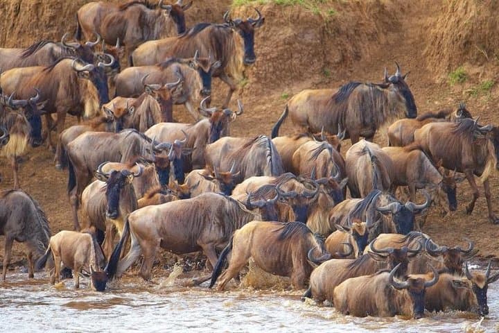 Masai Mara Wildebeest Migration: 6-Day Safari from Nairobi photo 6