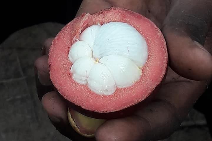 Zanzibar Spice Tour: Kizimbani Plantations & Tropical Tastes photo 3