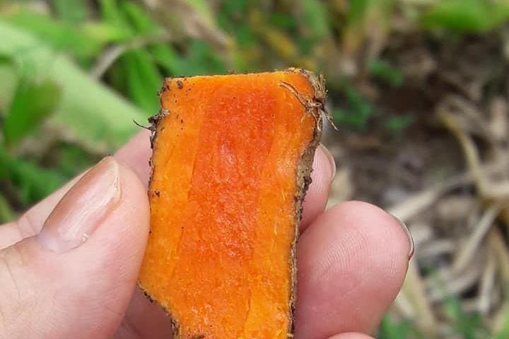 Zanzibar Spice Tour: Kizimbani Plantations & Tropical Tastes