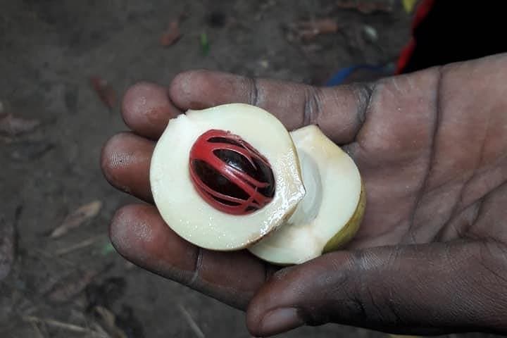Zanzibar Spice Tour: Kizimbani Plantations & Tropical Tastes photo 4