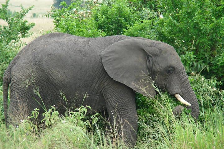 6-Day Amboseli, Lake Naivasha & Maasai Mara Safari – Kilimanjaro Views and Big Cats photo 3