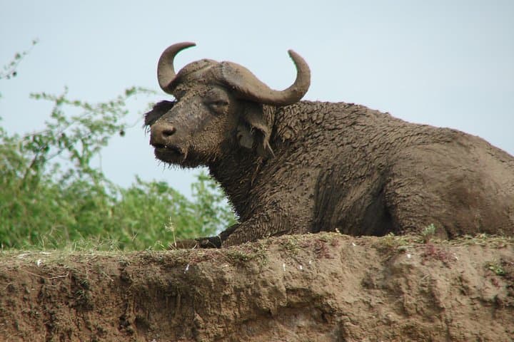 6-Day Amboseli, Lake Naivasha & Maasai Mara Safari – Kilimanjaro Views and Big Cats photo 4