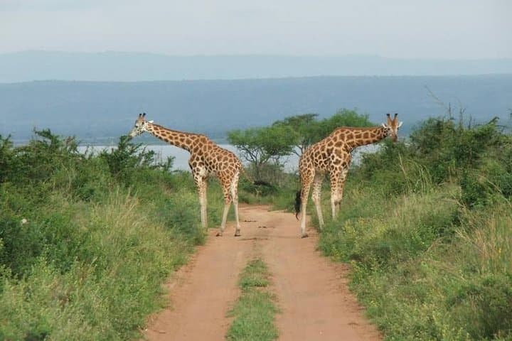 6-Day Amboseli, Lake Naivasha & Maasai Mara Safari – Kilimanjaro Views and Big Cats photo 5