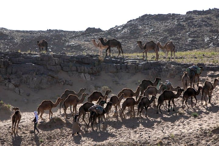 Two-Day Zagora Sahara Desert Tour from Marrakech — Shared Medium-Group Adventure photo 4