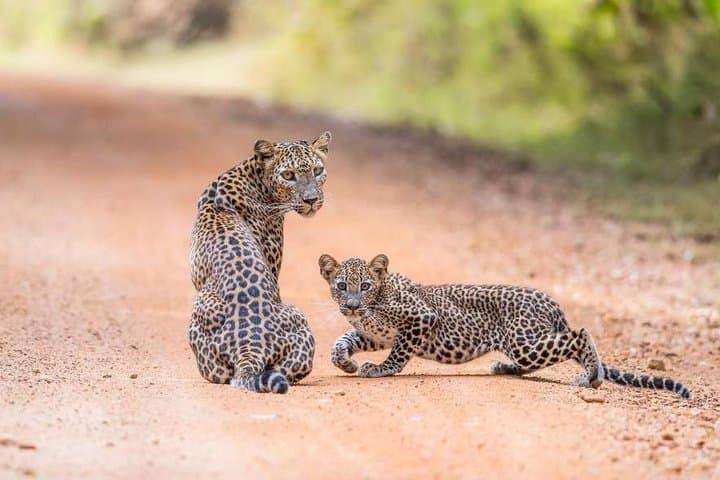 Wilpattu Leopard Safari from Negombo: All-Inclusive Day Tour photo 3