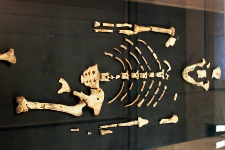 Half-Day Addis Ababa City Tour: National Museum, Merkato & Mount Entoto photo 3