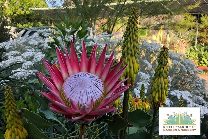 Explore Ruth Bancroft Garden: Walnut Creek Succulent & Cactus Garden Admission photo 5