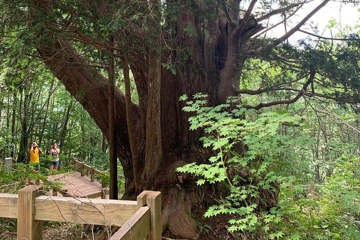 Takayama Waterfall Hike: Hirayu Falls, 1000-Year-Old Tree & Onsen photo 3
