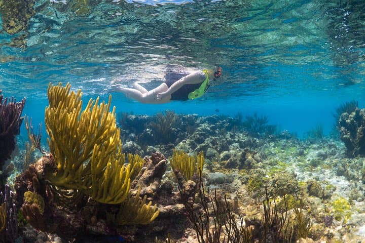 VIP Stingray City & North Sound Snorkel Charter — Champagne, Rays & Coral Reefs photo 4