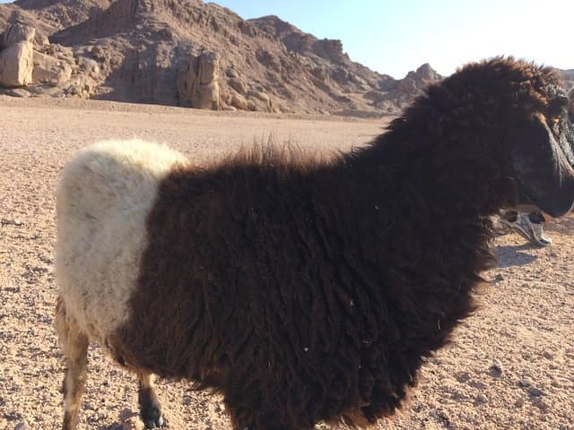 Mons Claudianus Roman Quarry: Day Safari from Hurghada