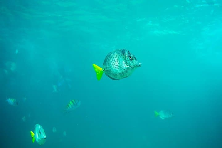 Glass-Bottom Kayak to El Arco & Playa del Amor — Private Cabo Kayak and Snorkel Tour photo 3