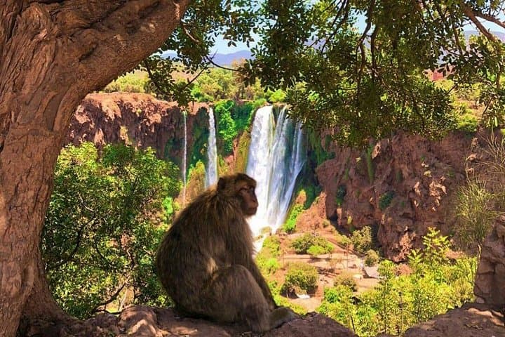 Private Day Trip to Ouzoud Falls from Marrakech — Walking Tour & Olive-Grove Views photo 6