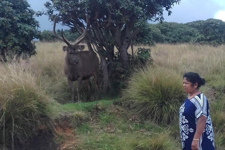 Sri Lanka 5-Day Private Cultural & Wildlife Tour from Colombo photo 5