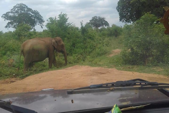 5-Day Private Tour Sri Lanka: Sigiriya, Kandy, Tea Country, Wildlife & Whale Watching photo 3