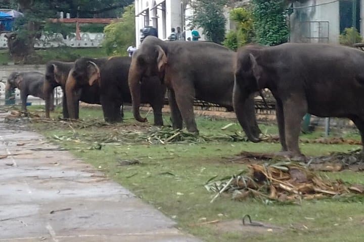 5-Day Private Tour Sri Lanka: Sigiriya, Kandy, Tea Country, Wildlife & Whale Watching photo 5