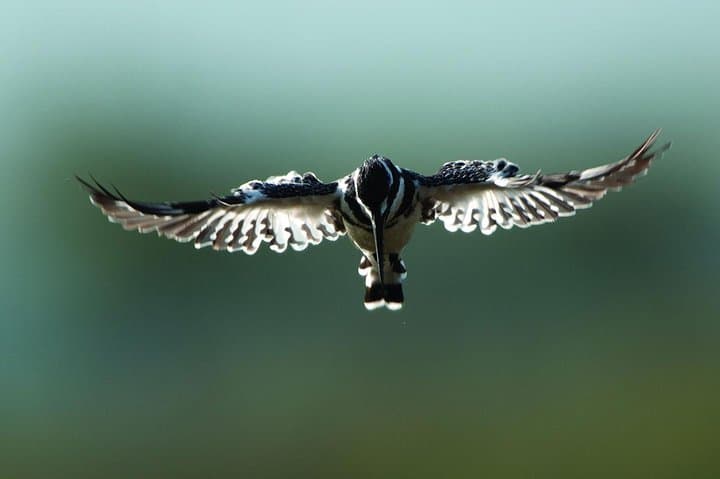 13-Day Kenya Birding Safari: Samburu to Masai Mara for Birds & Wildlife
