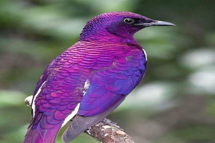 13-Day Kenya Birding Safari: Samburu to Masai Mara for Birds & Wildlife photo 2