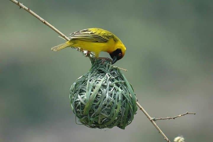 13-Day Kenya Birding Safari: Samburu to Masai Mara for Birds & Wildlife photo 3
