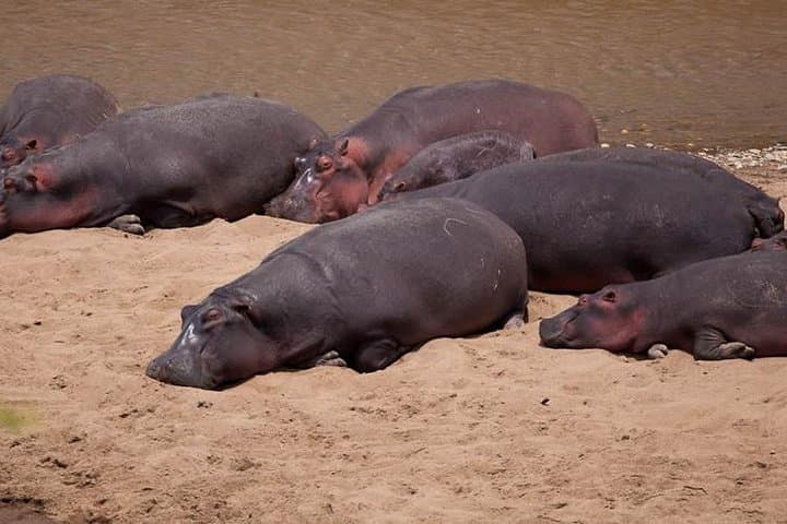 13-Day Masai Mara & Serengeti Safari — Big Five, Migration & Ngorongoro Crater