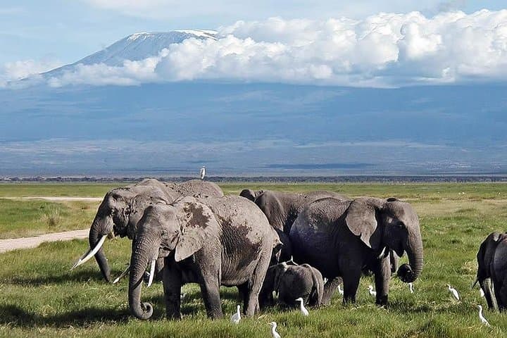 13-Day Masai Mara & Serengeti Safari — Big Five, Migration & Ngorongoro Crater photo 4