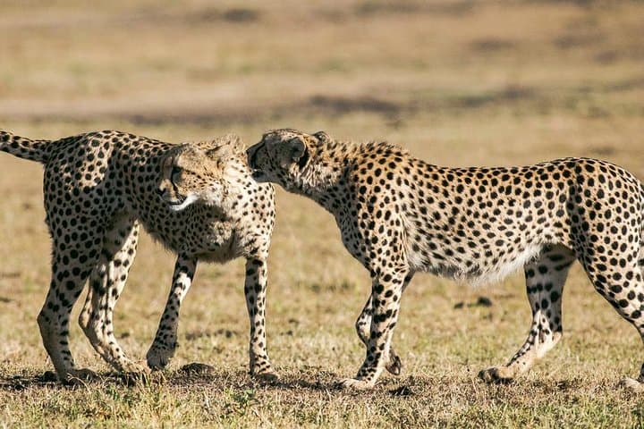 3-Day Masai Mara Budget Camping Safari: Wildebeest Migration & Big Five on a Budget photo 2