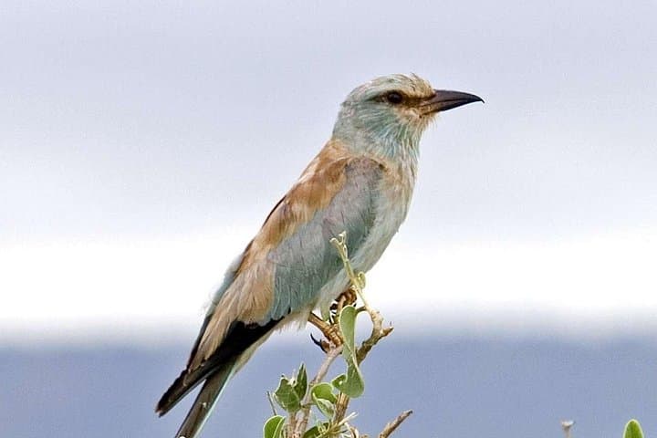 11-Day Kenya Birding Safari: Masai Mara, Rift Valley & Samburu Wildlife photo 1