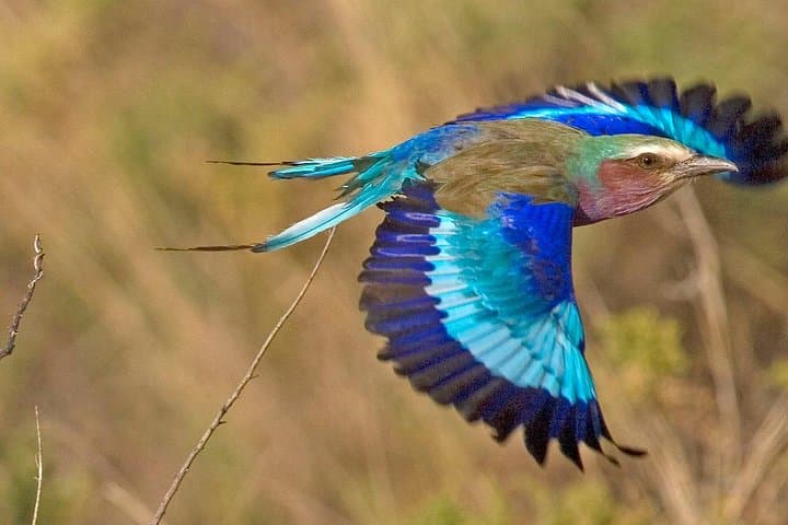 11-Day Kenya Birding Safari: Masai Mara, Rift Valley & Samburu Wildlife photo 2