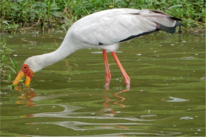 11-Day Kenya Birding Safari: Masai Mara, Rift Valley & Samburu Wildlife photo 4