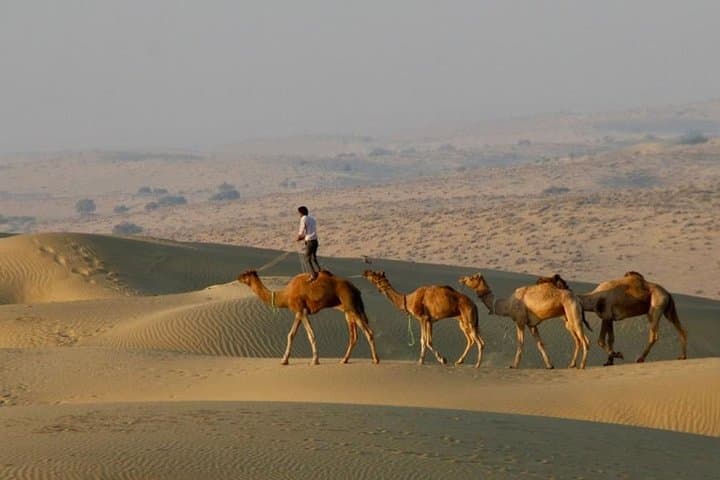 Thar Desert Camel Safari: 2-Day Jaisalmer Camel Tour & Overnight Camp