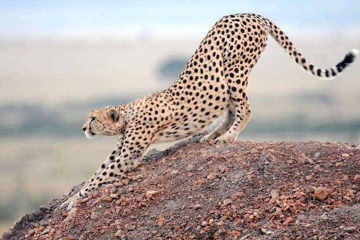 5-Day Kenya Safari — Masai Mara, Lake Nakuru, Baringo & Bogoria photo 4