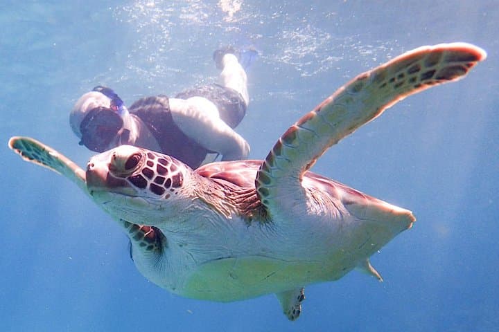 Antigua Reef Exploration: Snorkel Cades Bay, Stingrays and Power Snorkel Options photo 2