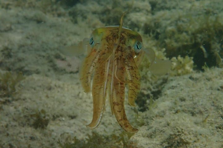 Antigua Reef Exploration: Snorkel Cades Bay, Stingrays and Power Snorkel Options photo 5