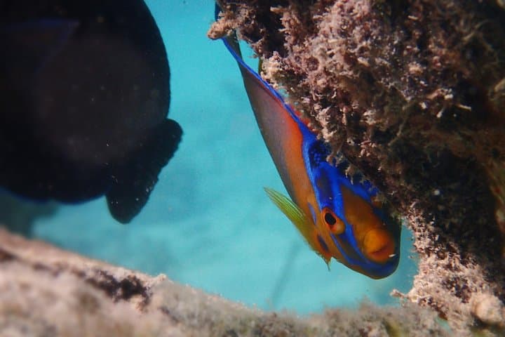 Antigua Reef Exploration: Snorkel Cades Bay, Stingrays and Power Snorkel Options