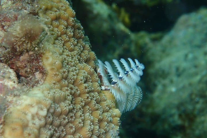 Antigua Reef Exploration: Snorkel Cades Bay, Stingrays and Power Snorkel Options photo 6