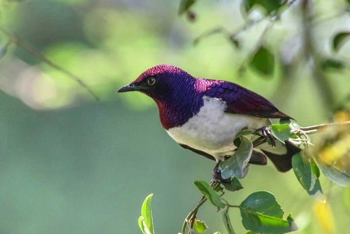 4-Day Kenyan Birding Tour: Nairobi, Lake Naivasha & Lake Nakuru Birdwatching