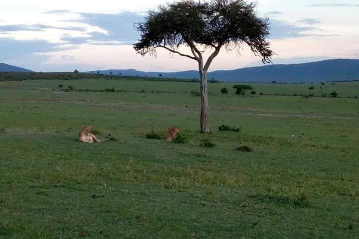 16-Day Kenya Tanzania Uganda Safari — Gorilla Trekking, Mara & Serengeti Highlights photo 2