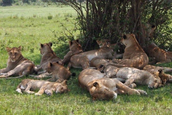 16-Day Kenya Tanzania Uganda Safari — Gorilla Trekking, Mara & Serengeti Highlights photo 3