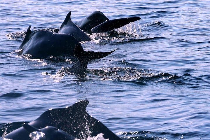 Khasab Musandam Half-Day Dhow Cruise: Fjords, Dolphins & Telegraph Island Snorkel photo 2