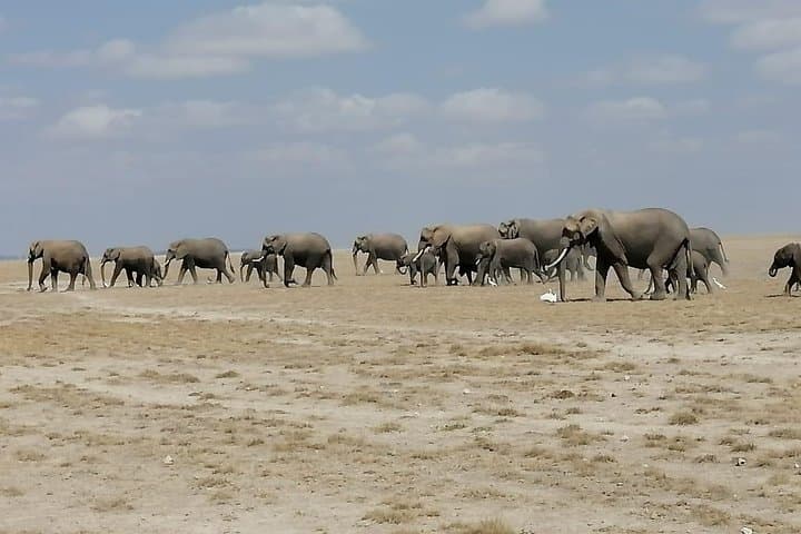 Budget Camping Safari: 7 Days in Kenya’s Masai Mara, Naivasha & Nakuru photo 4