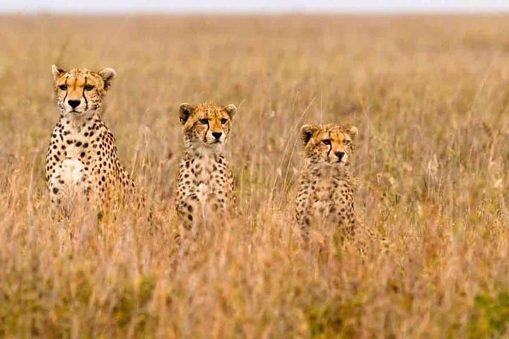 3-Day Masai Mara Budget Camping Safari: Wildebeest Migration & Big Five on a Budget