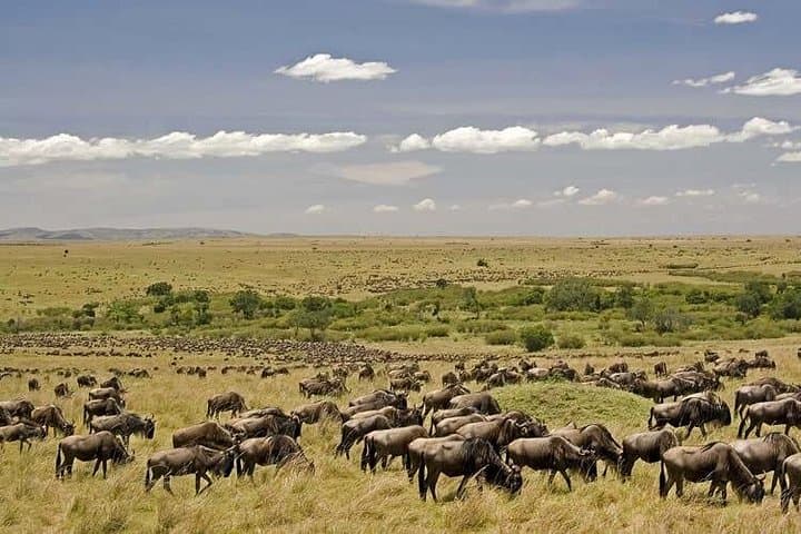 3-Day Masai Mara Budget Camping Safari: Wildebeest Migration & Big Five on a Budget photo 6