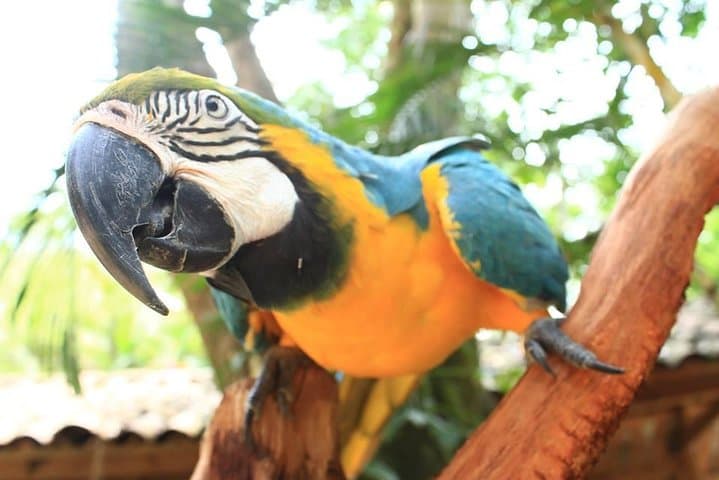 Copán Bird Park — Guacamaya Mountain Reserve near Copán Ruinas
