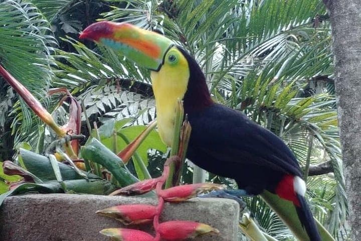 Copán Bird Park — Guacamaya Mountain Reserve near Copán Ruinas photo 6