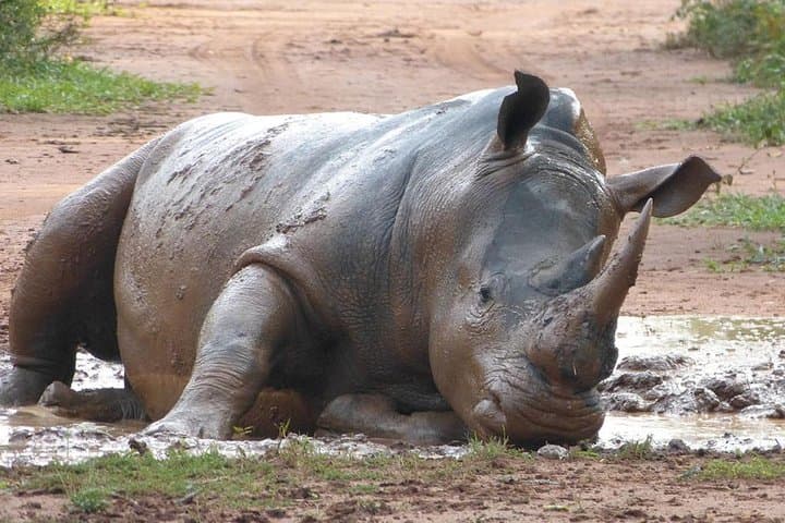 Ziwa Rhino Sanctuary Trek — One-Day Rhino Walk from Kampala photo 3