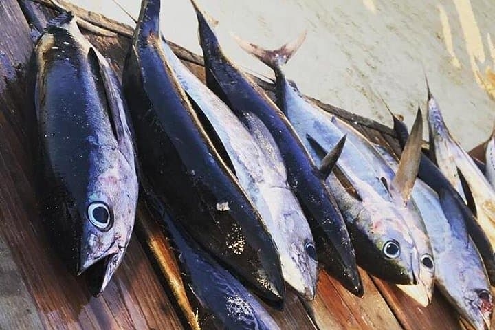 Roatán Sport Fishing & Snorkel: 3-Hour Charter with Round-Trip Pickup photo 2